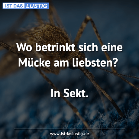 Lustiger BilderSpruch - Wo betrinkt sich eine Mücke am liebsten?  In Sekt.