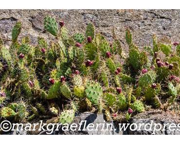 Kaktusfeigen am Kaiserstuhl