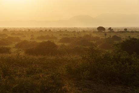 Safari-Afrika ist eine schöne Illusion