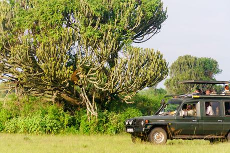 Safari-Afrika ist eine schöne Illusion