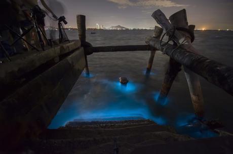 Biolumineszenz weltweit – Hier leuchtet die Natur