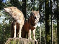Vier Wölfe sollen sterben