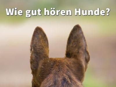 Hundegehör: Wie gut hören Hunde?