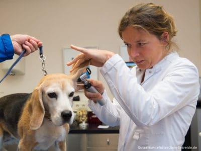Tierärztin untersucht Hundegehör mit Otoskop