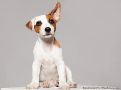 Hund dreht Ohren, um Geräusche genau zu orten
