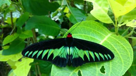 Der Kuala Lumpur Butterfly Park