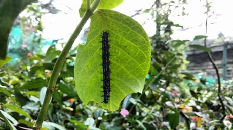 Der Kuala Lumpur Butterfly Park