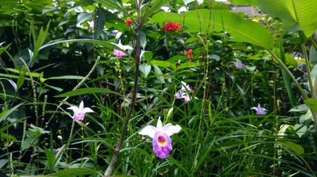 Der Kuala Lumpur Butterfly Park