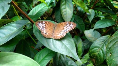 Der Kuala Lumpur Butterfly Park