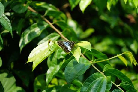 Der Kuala Lumpur Butterfly Park