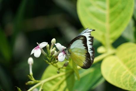 Der Kuala Lumpur Butterfly Park