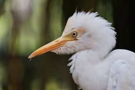 Vogelpark Kuala Lumpur