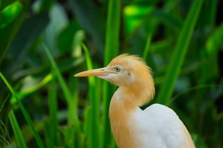 Vogelpark Kuala Lumpur