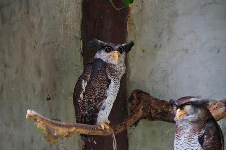 Eulen im Vogelpark von Kuala Lumpur