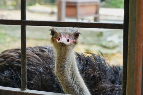 Vogelstrauß im Vogelpark von Kuala Lumpur