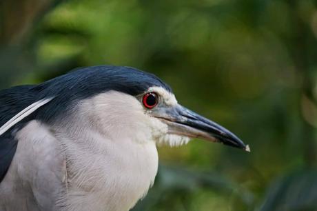 Vogelpark Kuala Lumpur