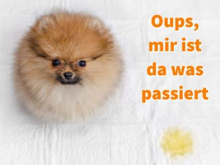 Toilettentraining für Welpen