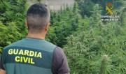 Gewichtiger Punkt des Marihuana-Anbau in Sencelles ausgehoben