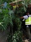 Illegale Marihuana-Plantage in Porto Cristo ausgehoben