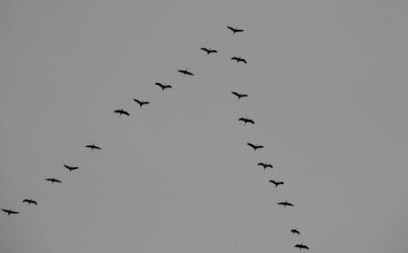 Foto: Kraniche fliegen in den Süden