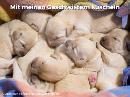 Neugeborene Hundewelpen kuscheln sich eng aneinander