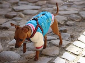 Hunderegenmantel Pullover überziehen
