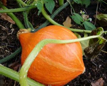 Gebackener Kürbis & Tofu nach Diana Henry
