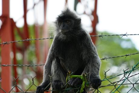Bukit Melawati – Das Fort der netten Affen