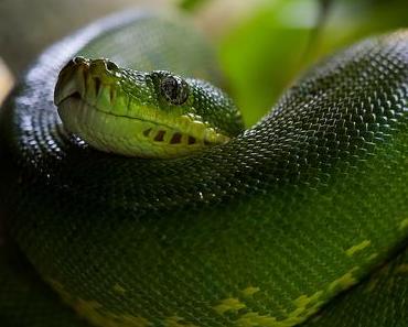 Python: Gute Nachricht für Parselzungen