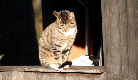 Foto: Hauskatze genießt die letzten Sonnenstrahlen