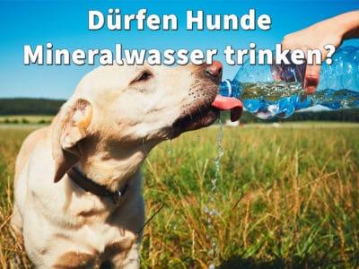 Dürfen Hunde Mineralwasser trinken? Oder ist Sprudel schädlich?