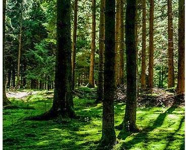 V-SINNE Rapsberry Magic Gin & Käse