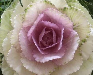 Friday-Flowerday – oder – Kappes, schön wie Rosen