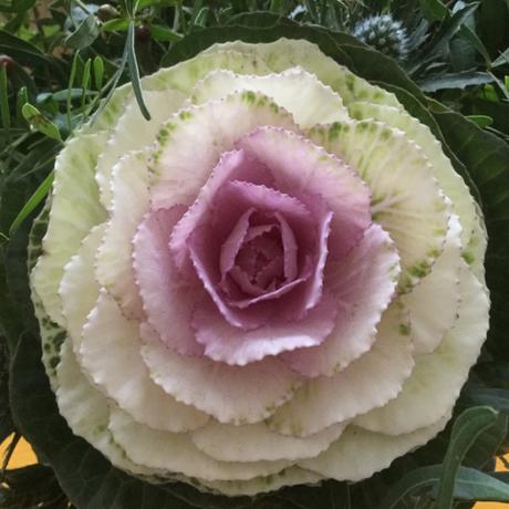 Friday-Flowerday – oder – Kappes, schön wie Rosen