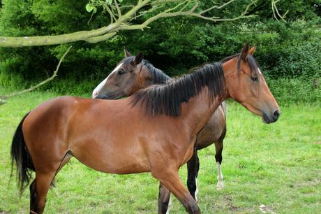 Foto: Zwei braune Pferde