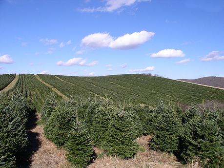 Konventionelle Weihnachtsbaueme - ist ein oekologischer Weihnachtsbaum nachhaltiger?