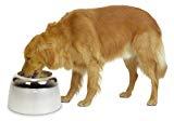 Dogit Erhöhter Futternapf für große Hunde
