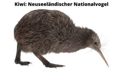 Kiwi ist der neuseeländische Nationalvogel