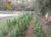 Guardia Civil entdeckt Marihuana-Plantage zwischen Inca und Llubí