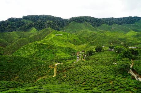 Die Cameron Highlands in Malaysia – It’s Tea Time