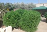 Guardia Civil beschlagnahmt Marihuana-Plantage in Campos