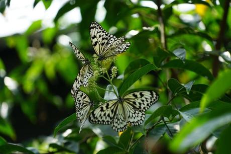 Schmetterlinge in Georgetown – Entopia in Penang