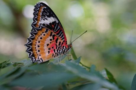 Schmetterlinge in Georgetown – Entopia in Penang
