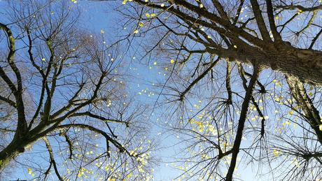 Foto: Die letzten Blätter an den Bäumen