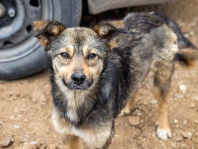 Straßenhund als Streuner