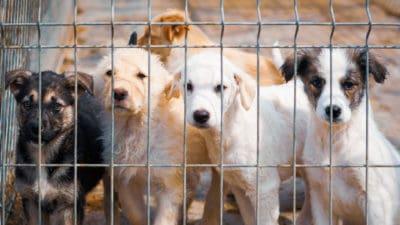 Straßenhunde im Tierheim