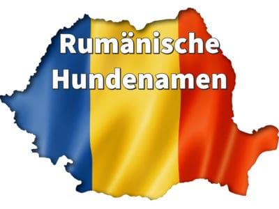 Rumänische Hundenamen: weiblich und männlich mit Bedeutung