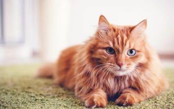 Katzenjahre in Menschenjahre umrechnen – So alt ist deine Katze wirklich