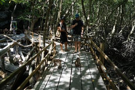 Mangroven Bootstour auf Langkawi durch den Kilim Geoforest Park