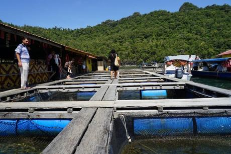 Mangroven Bootstour auf Langkawi durch den Kilim Geoforest Park